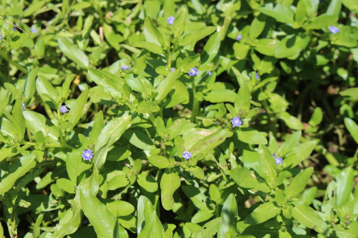 Hydrolea zeylanica (L.) Vahl